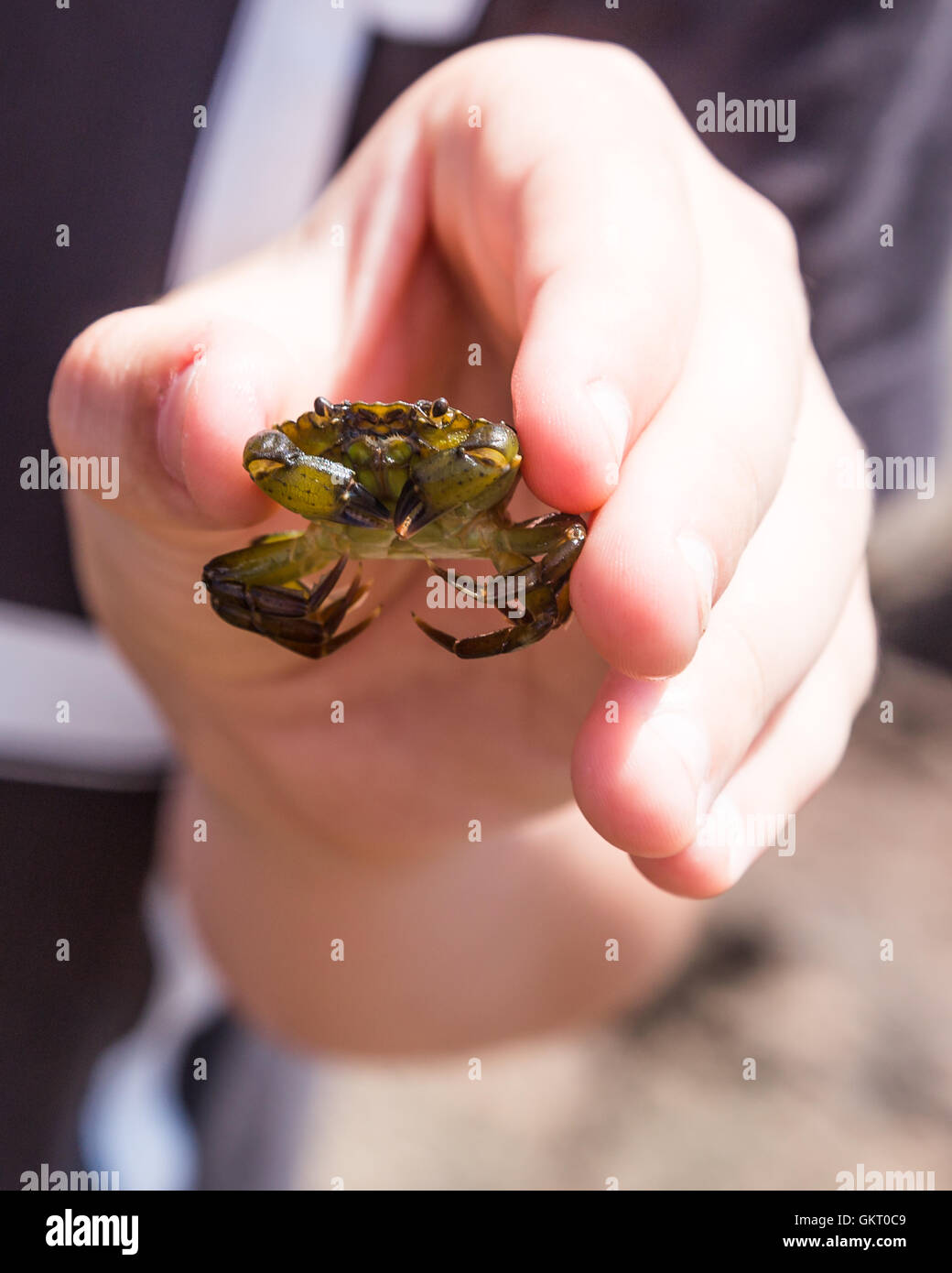 Krabben in der jungen hand Stockfoto