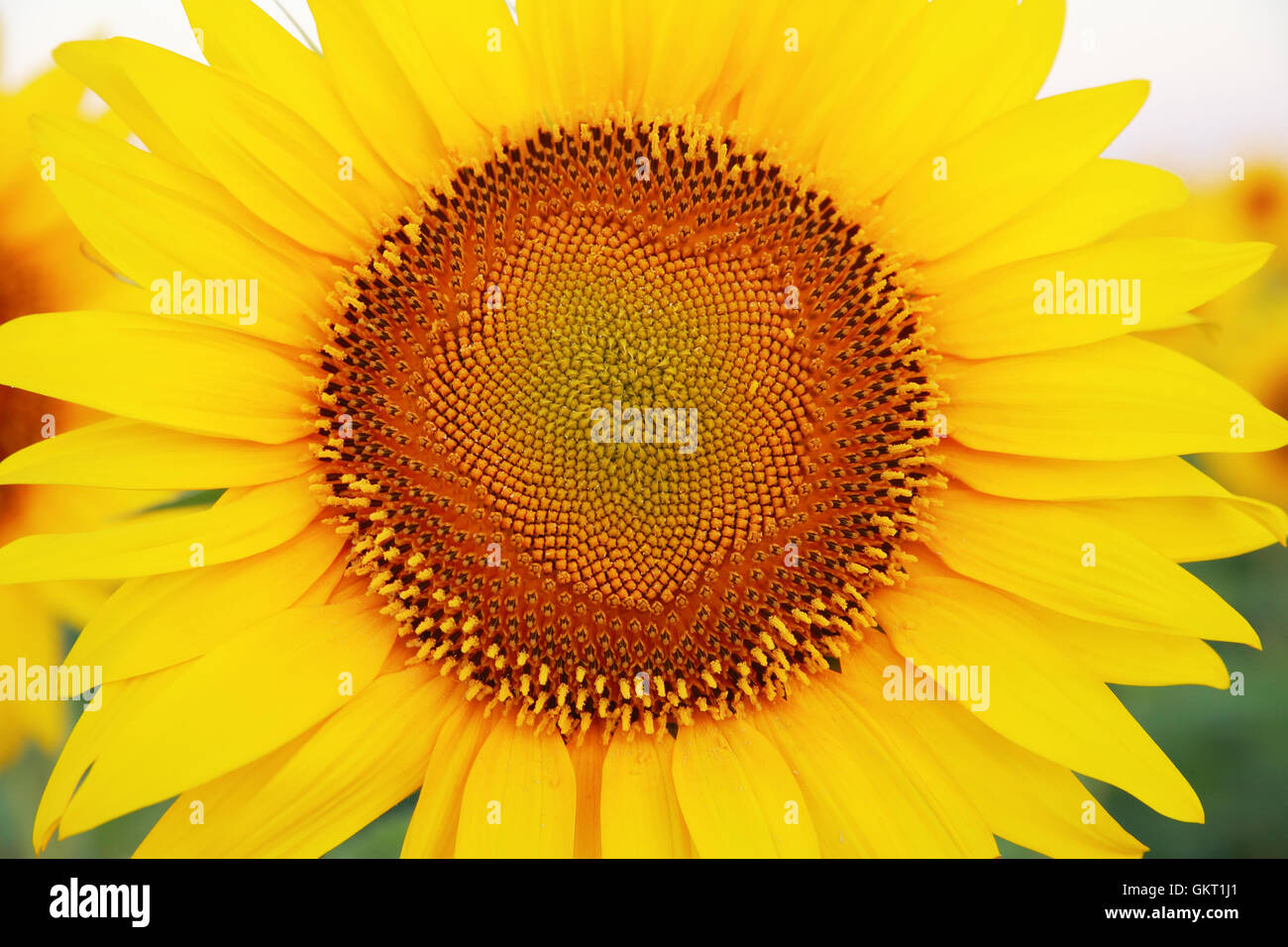 Sonnenblume auf der Feld-Nahaufnahme Stockfoto