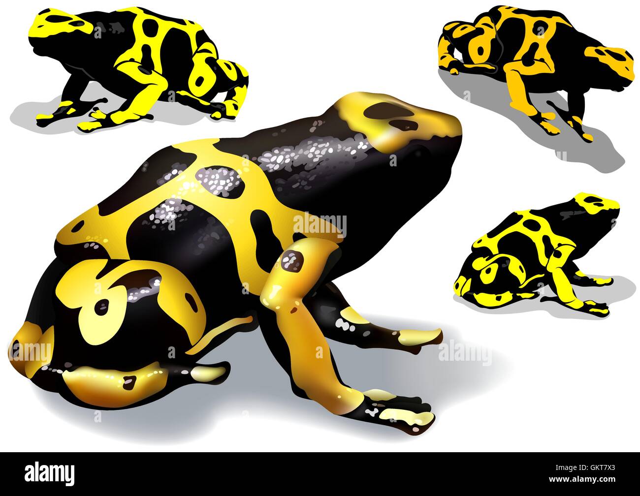 Yellow Banded Poison Dart Frog Stock Vektor