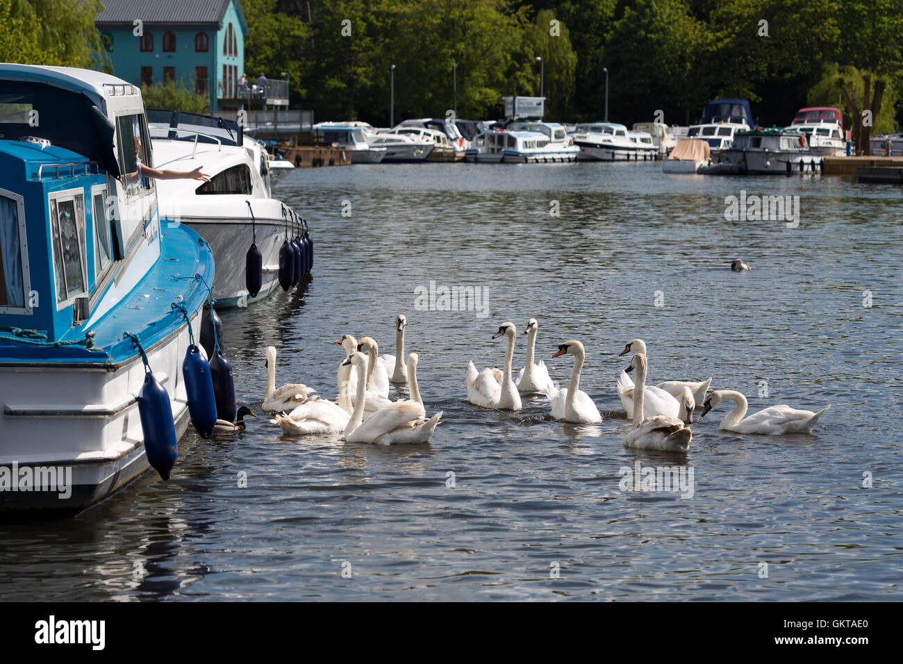 Schwäne füttern. Wroxham Flusslandschaft Norfolk Broads UK Stockfoto