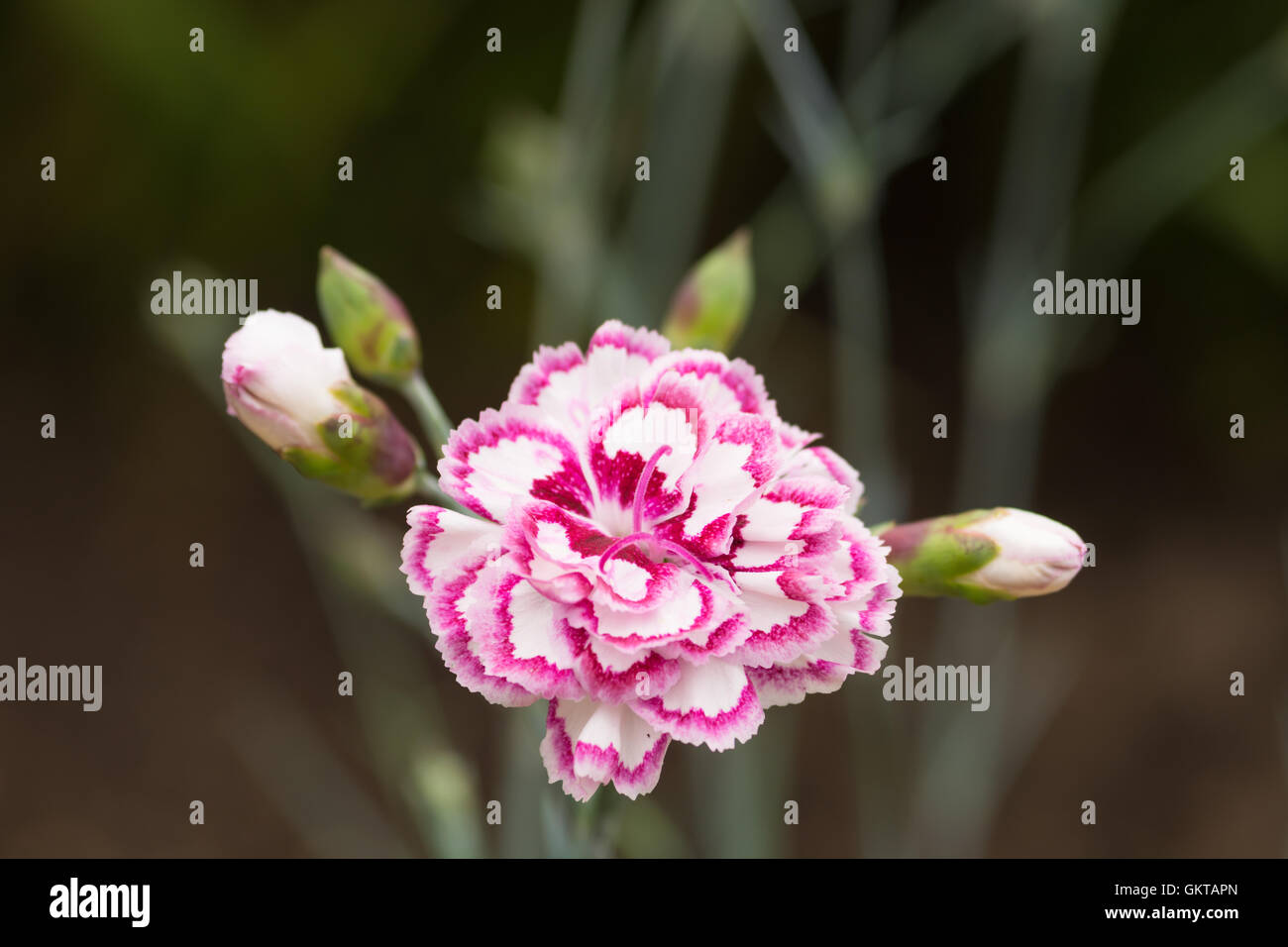 Dianthus "Grans Favorit" Stockfoto