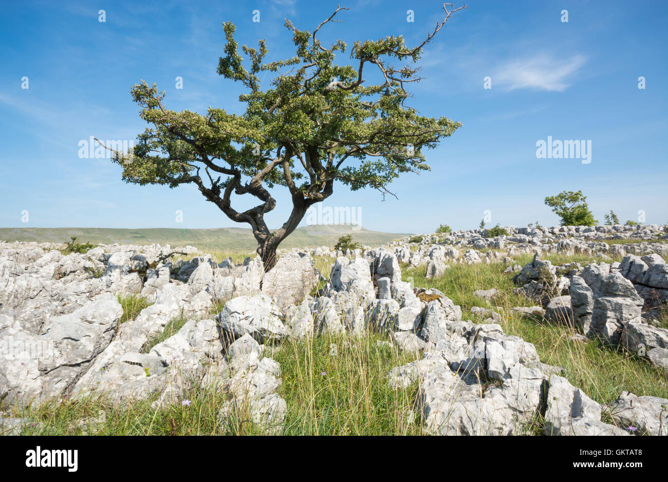 Weißdorn-Baum auf den Bürgersteigen Kalkstein mit Whernside in der Ferne Stockfoto
