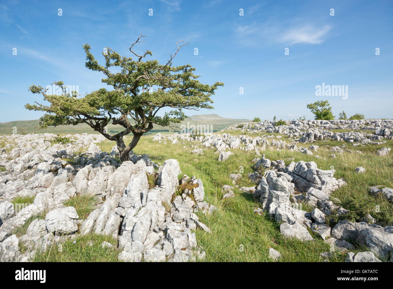 Weißdorn-Baum auf den Bürgersteigen Kalkstein mit Whernside in der Ferne Stockfoto