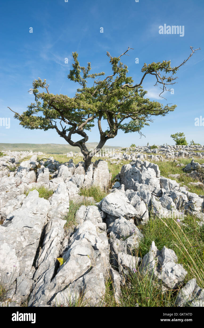 Weißdorn-Baum auf den Bürgersteigen Kalkstein mit Whernside in der Ferne Stockfoto
