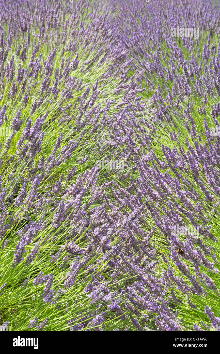 Lavandula Intermedia 'Grosso' Stockfoto