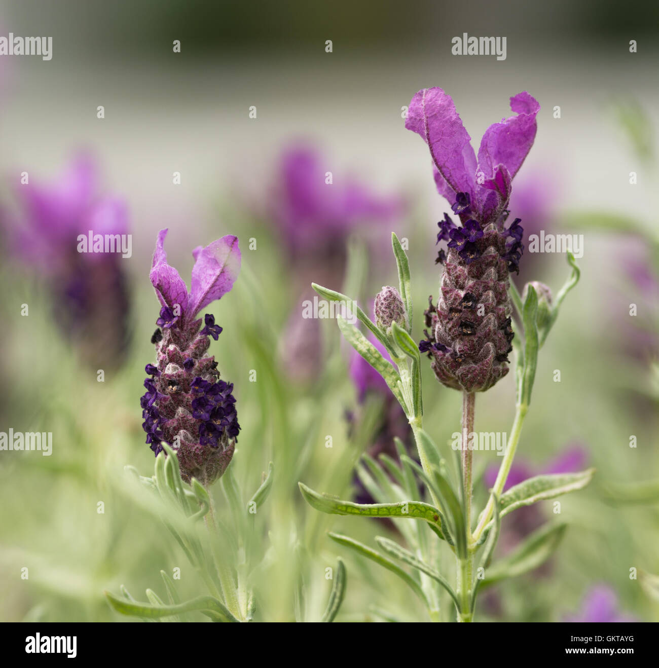 Französischer Lavendel - Lavendel stoechas Stockfoto