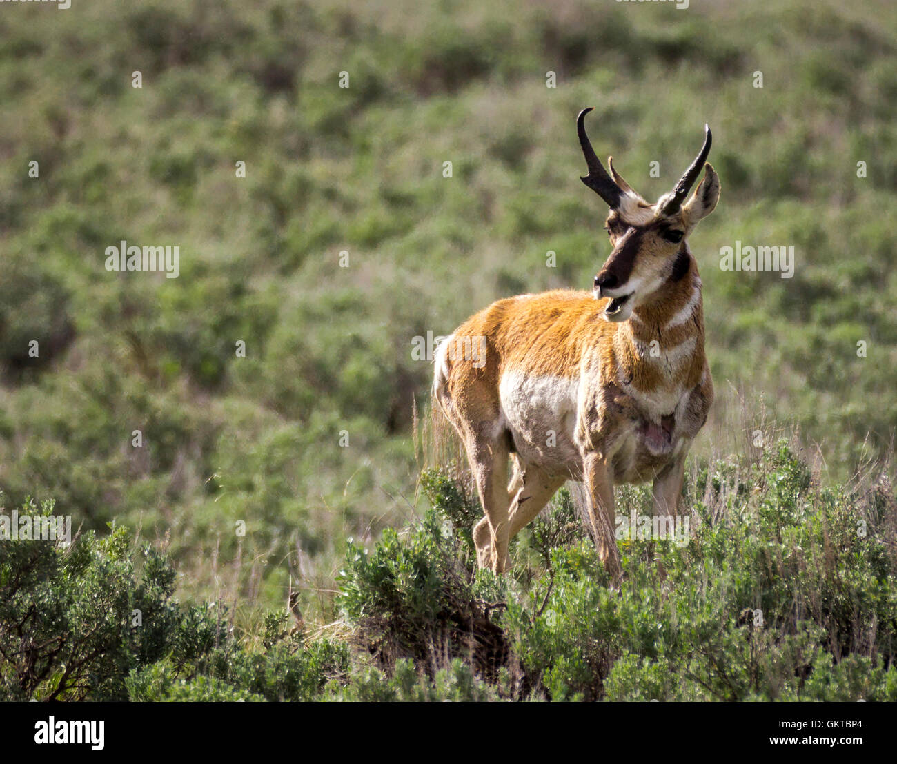 Pronghorn Antilope (Antilocapra Americana) im Yellowstone National Park Stockfoto