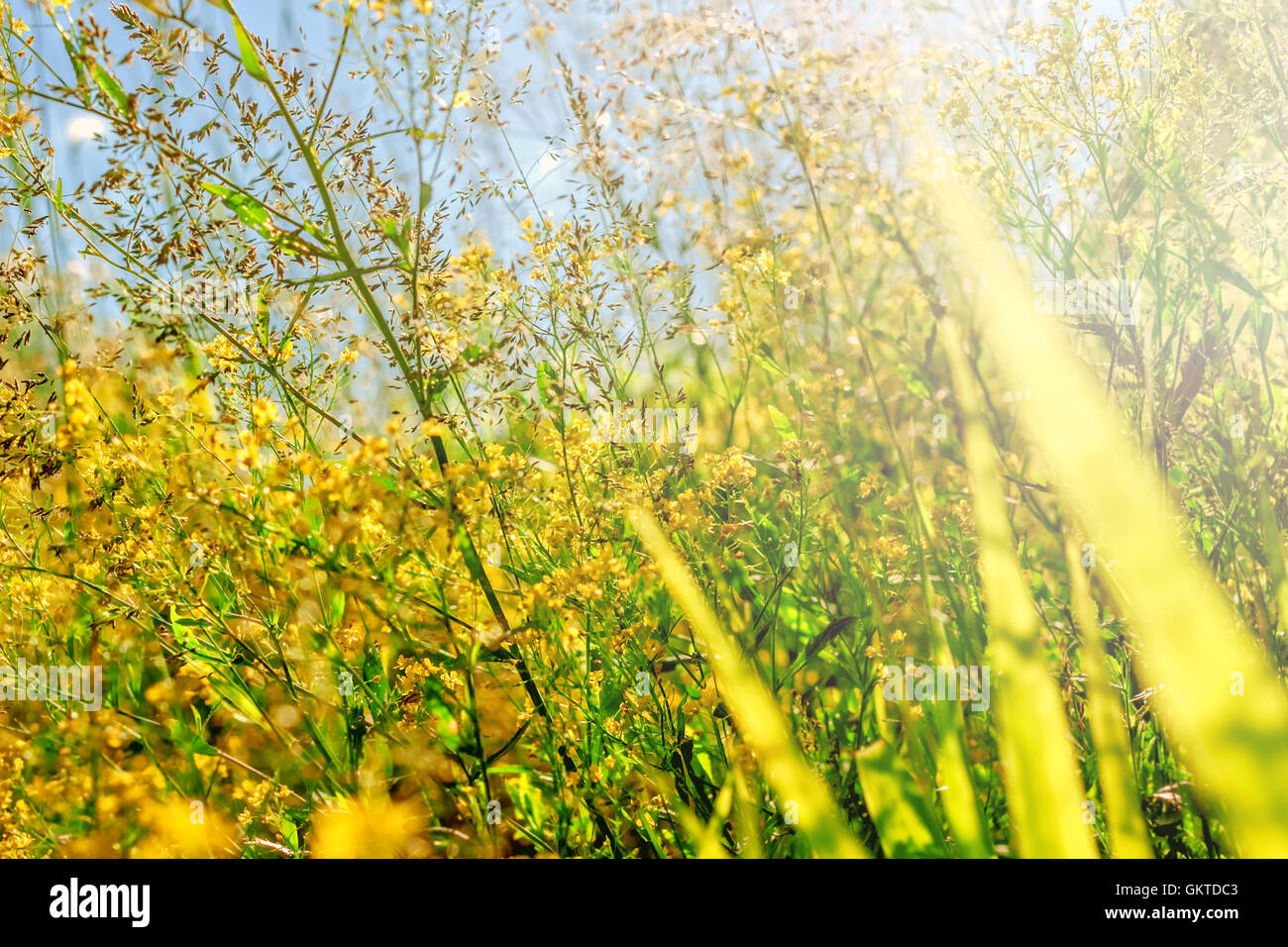 Schönheit Sommer Rasen im Sonnenschein gute Laune Stockfoto