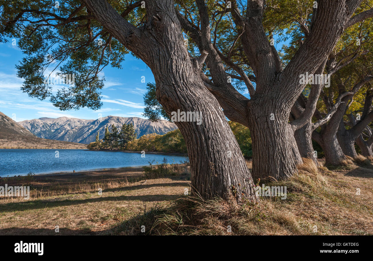 Große Bäume von Lake Pearson / Moana Rua Wildlife Refuge befindet sich im Craigieburn Forest Park in der Region Canterbury, Neuseeland Stockfoto