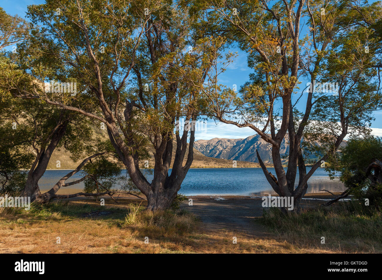 Lake Pearson / Moana Rua Wildlife Refuge befindet sich im Craigieburn Forest Park in der Region Canterbury, Südinsel von Neuseeland Stockfoto