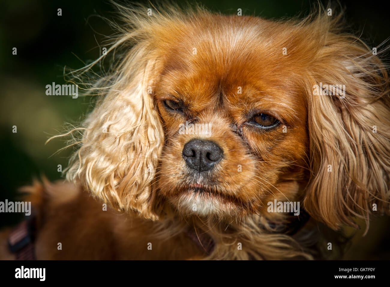 Cavalier King Charles Spaniel Stockfoto