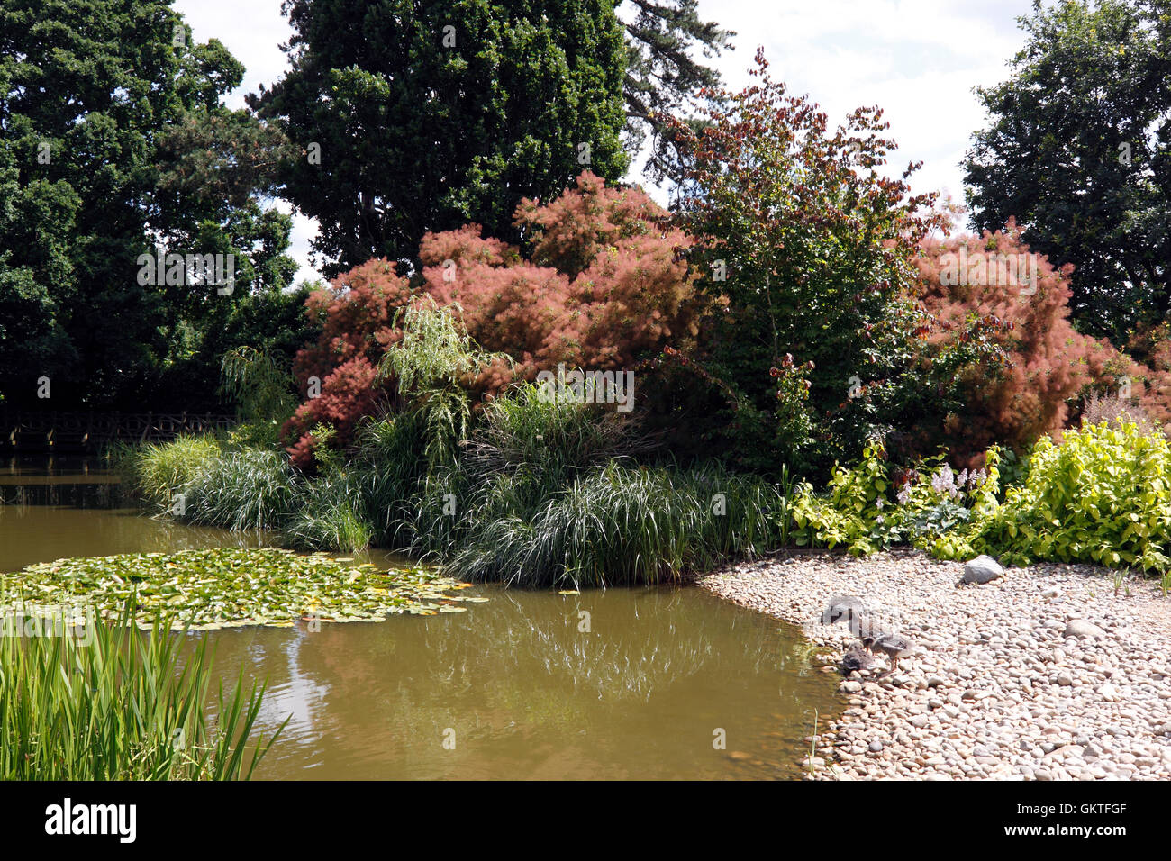 ZIERTEICH IM RHS WISLEY. UK Stockfoto