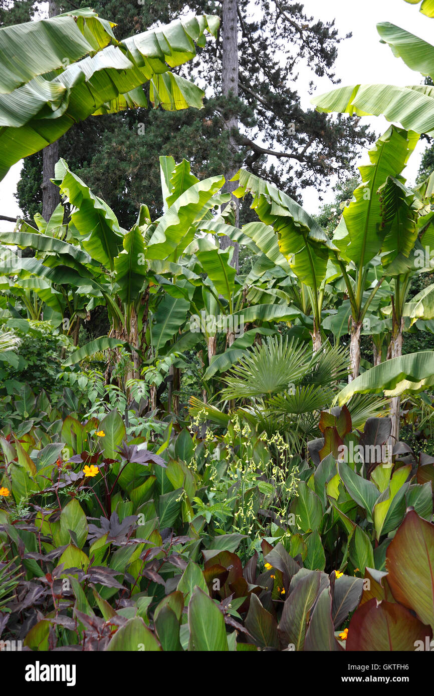 MUSA SAPIENTUM IN EINEM SUBTROPISCHEN RAHMEN AM RHS WISLEY. VEREINIGTES KÖNIGREICH. Stockfoto