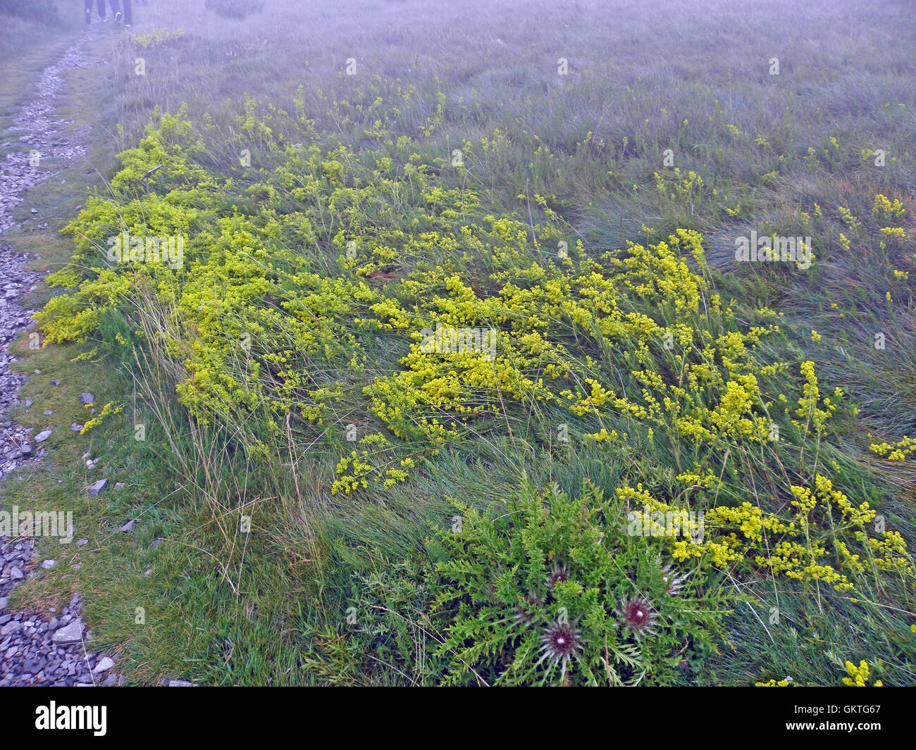 Zavizan, Berggipfel von Sommer Nebel, Kroatien, Europa, 2 Stockfoto