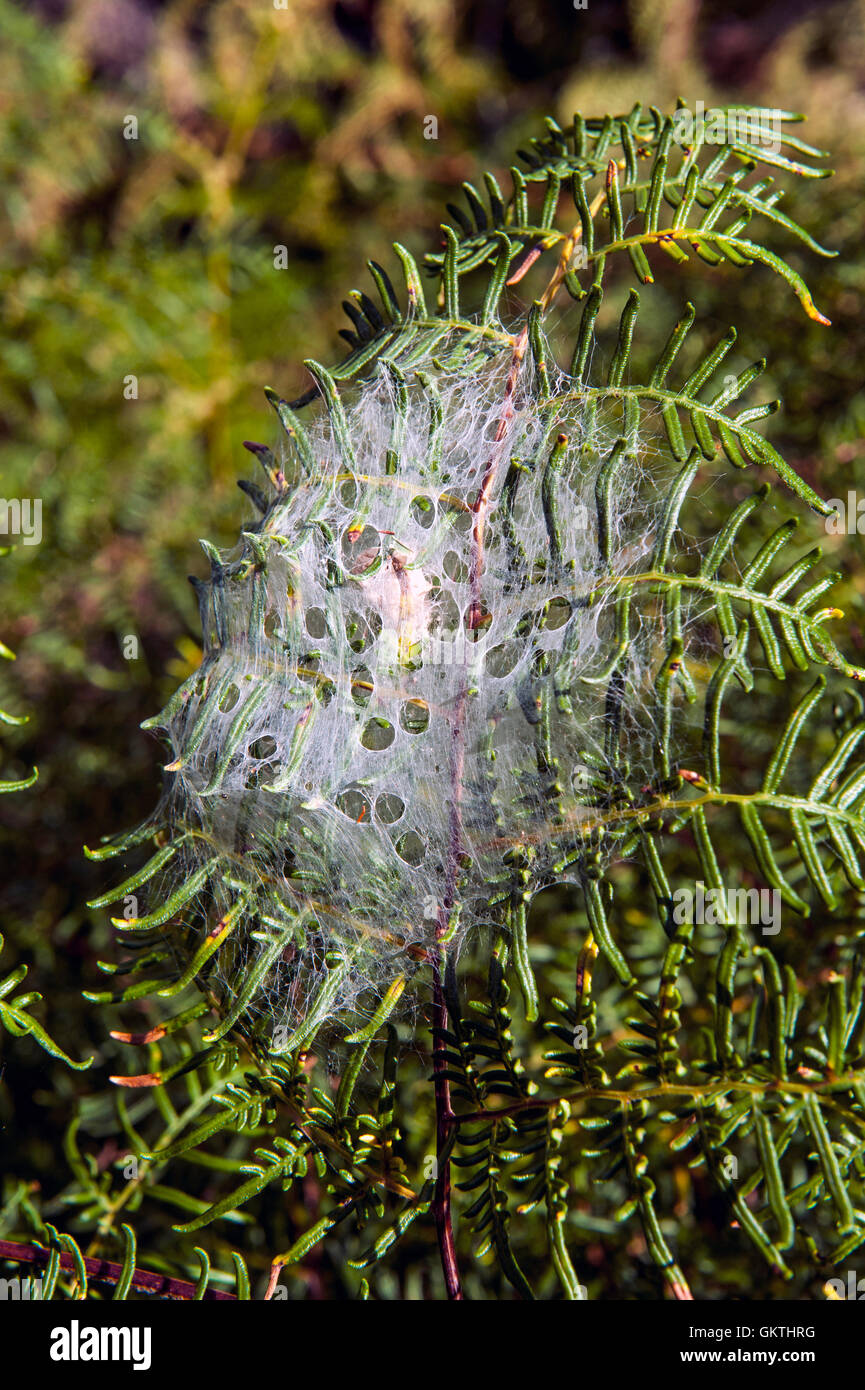 Spinnennetz bedeckt Farn Blätter im Wald von Neuseeland Stockfoto