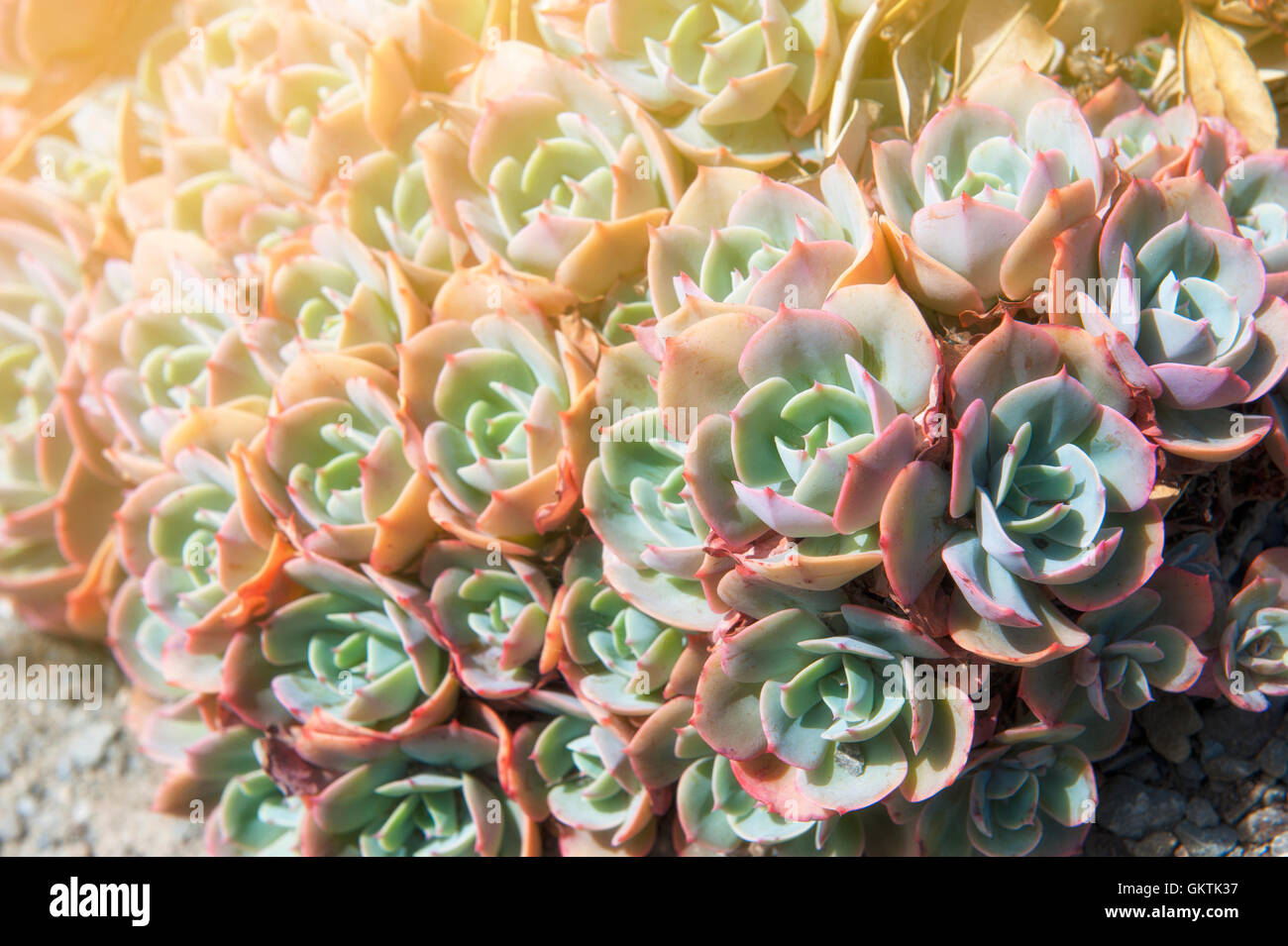 Echeveria Elegans ist eine Sukkulente immergrüne Staude mit engen Rosetten von blass grün-blaue fleischige Blätter Stockfoto