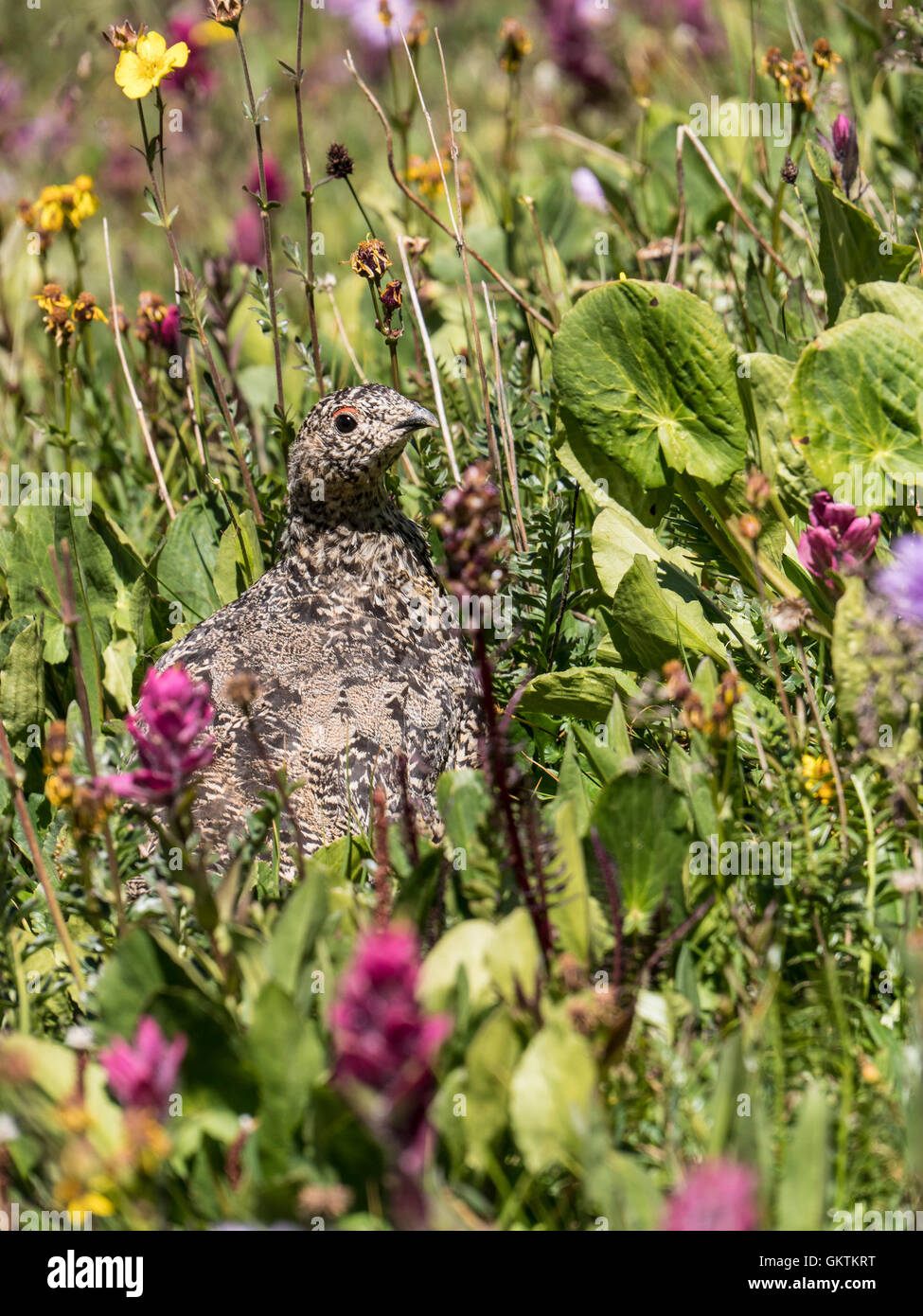 White-tailed Schneehuhn (Lagopus Leucura), AKA snow Wachtel, Rocky Mountains, Colorado. Stockfoto