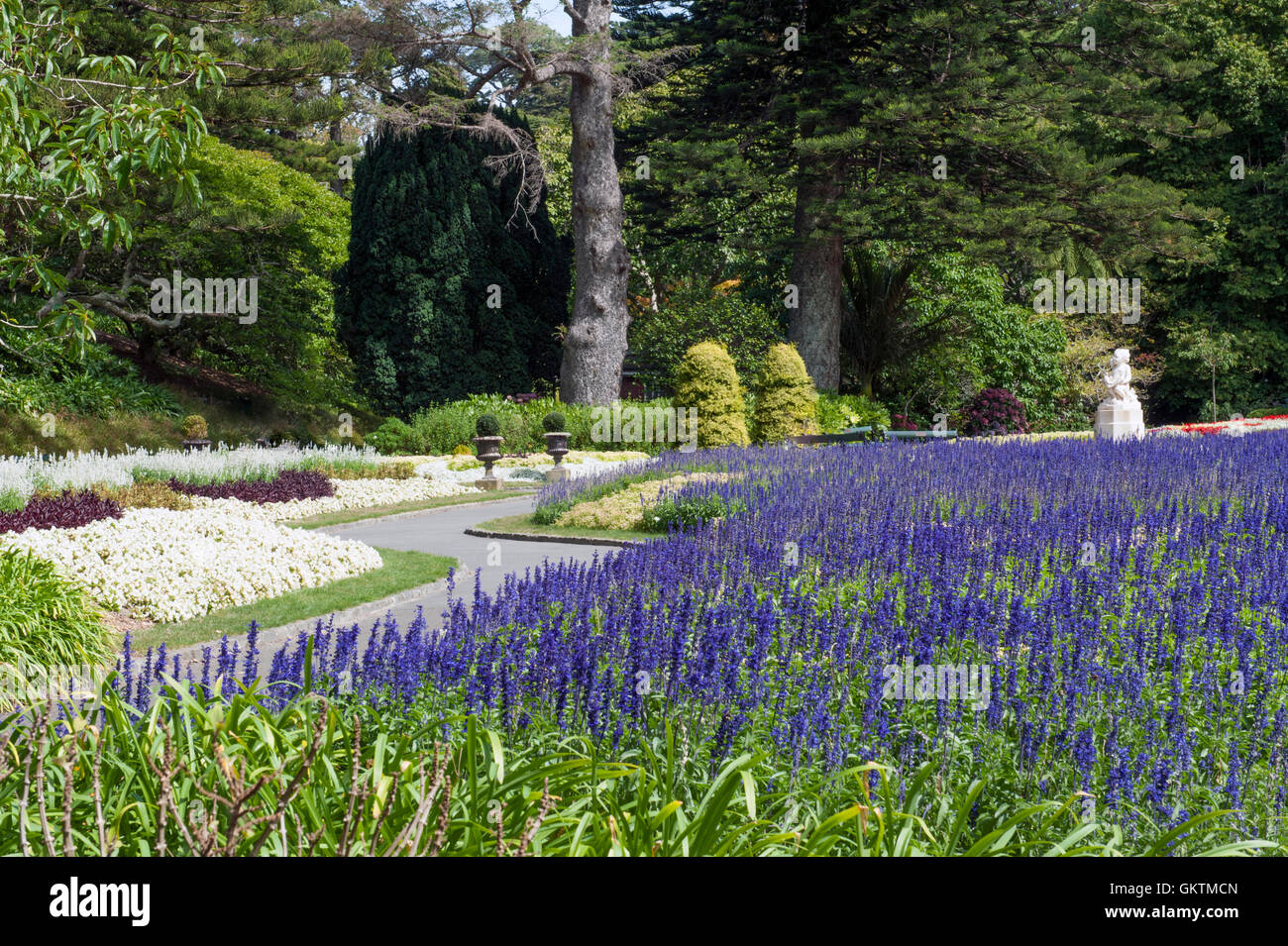 Lavendel Blumen im Wellington Botanic Garden, der größte öffentliche Park in Hauptstadt von Neuseeland Stockfoto