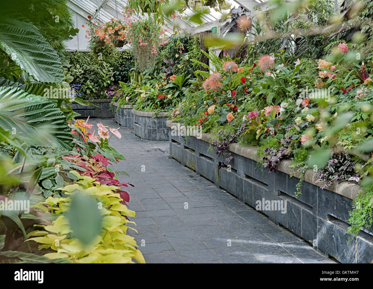 Pflanzen, Wellington, New Zealand - 2. März 2016: Begonie Begonia House in Wellington, Neuseeland Stockfoto