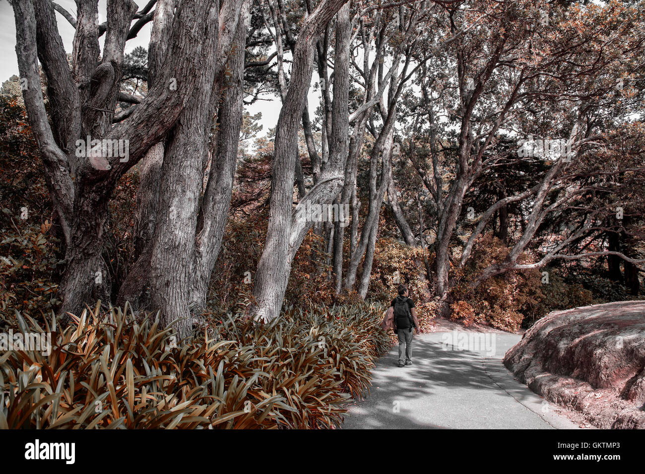 Wellington, New Zealand - 2. März 2016: Besucher in Wellington Botanic Garden, der größte öffentliche Park in der Stadt Stockfoto