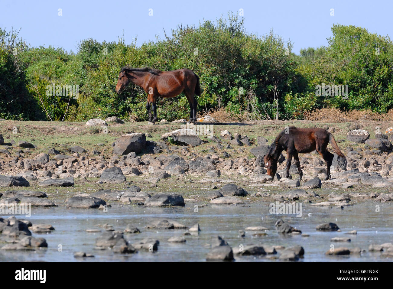 Die Giara Pferd, halb wilde Pferd auf dem Hochplateau der Giara di Gesturi, Insel Sardinien, Italien, Europa Stockfoto
