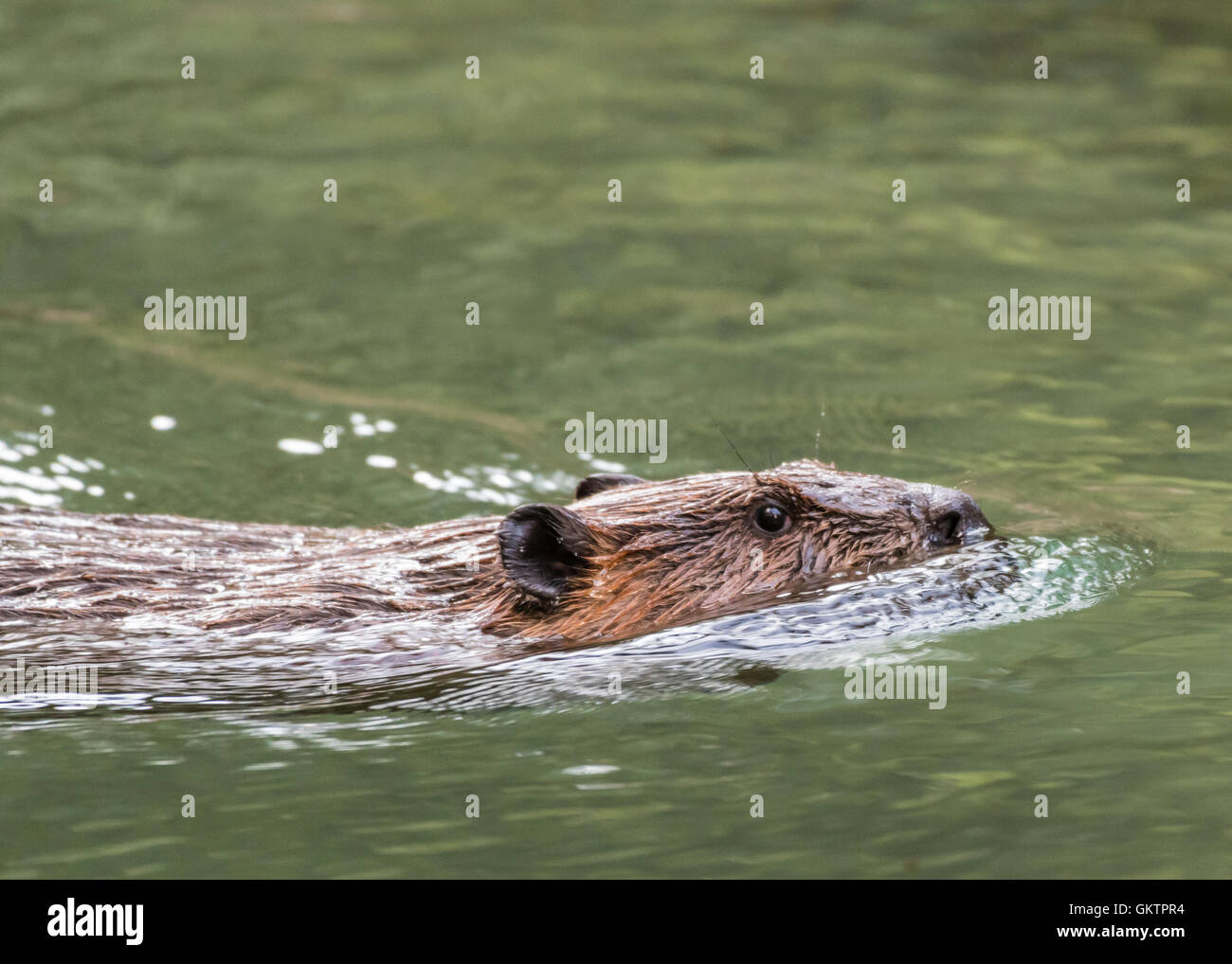 Biber schwimmen in klaren Fluss in Kanada Stockfoto