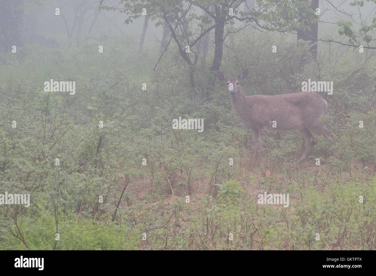 White Tailed Deer im dichten Nebel in Shenandoah Stockfoto