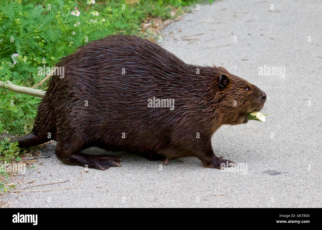 Isolierte Foto des kanadischen Bibers zu Fuß Stockfoto
