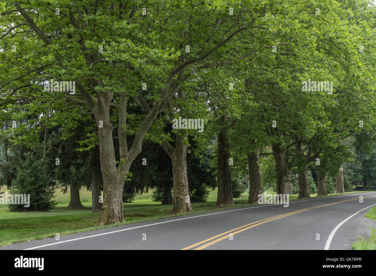 Von Bäumen gesäumten ländlichen Landstraße Stockfoto
