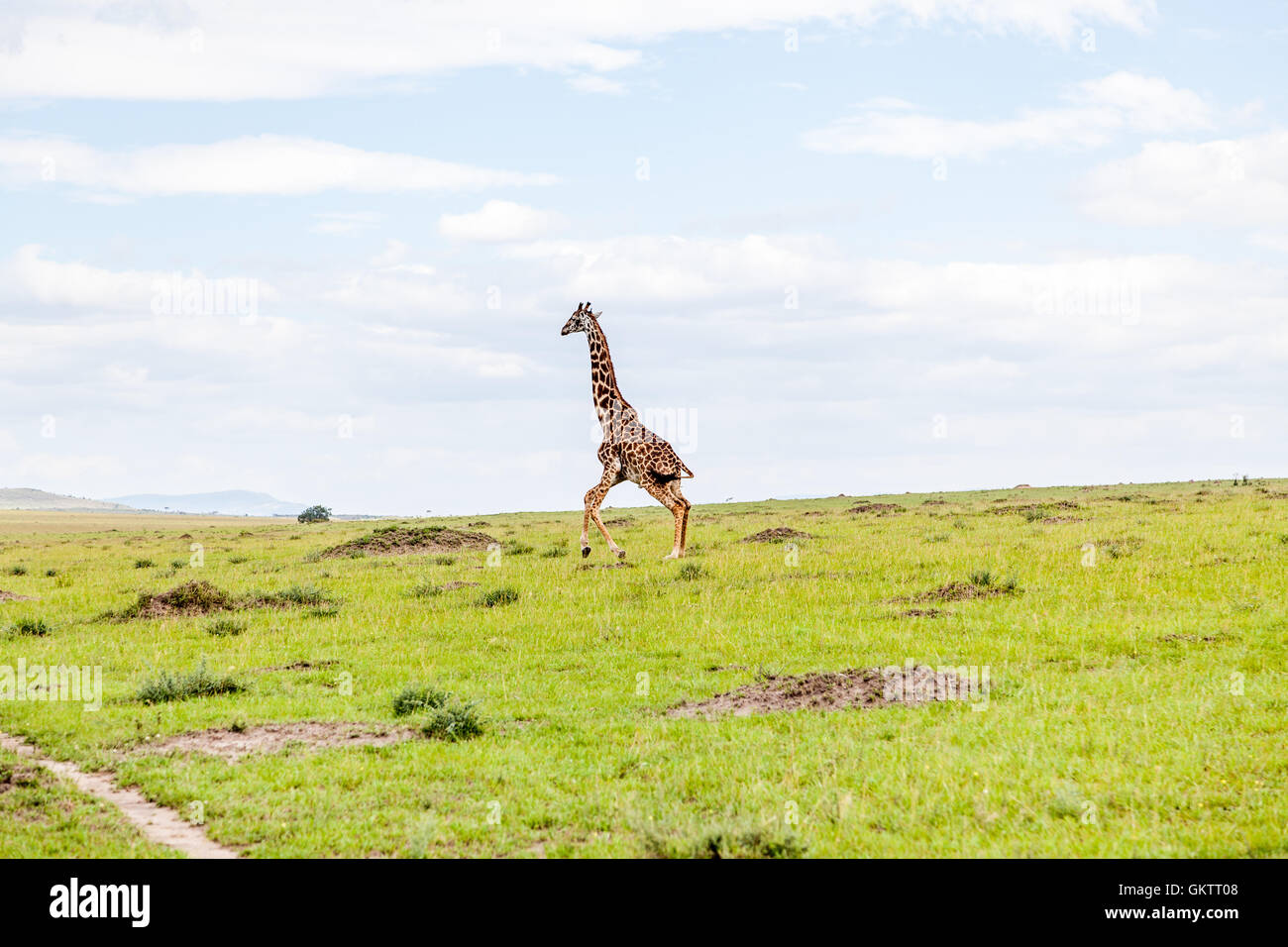 Eine Giraffe läuft durch die Savanne in der Massai Mara, Kenia. Stockfoto