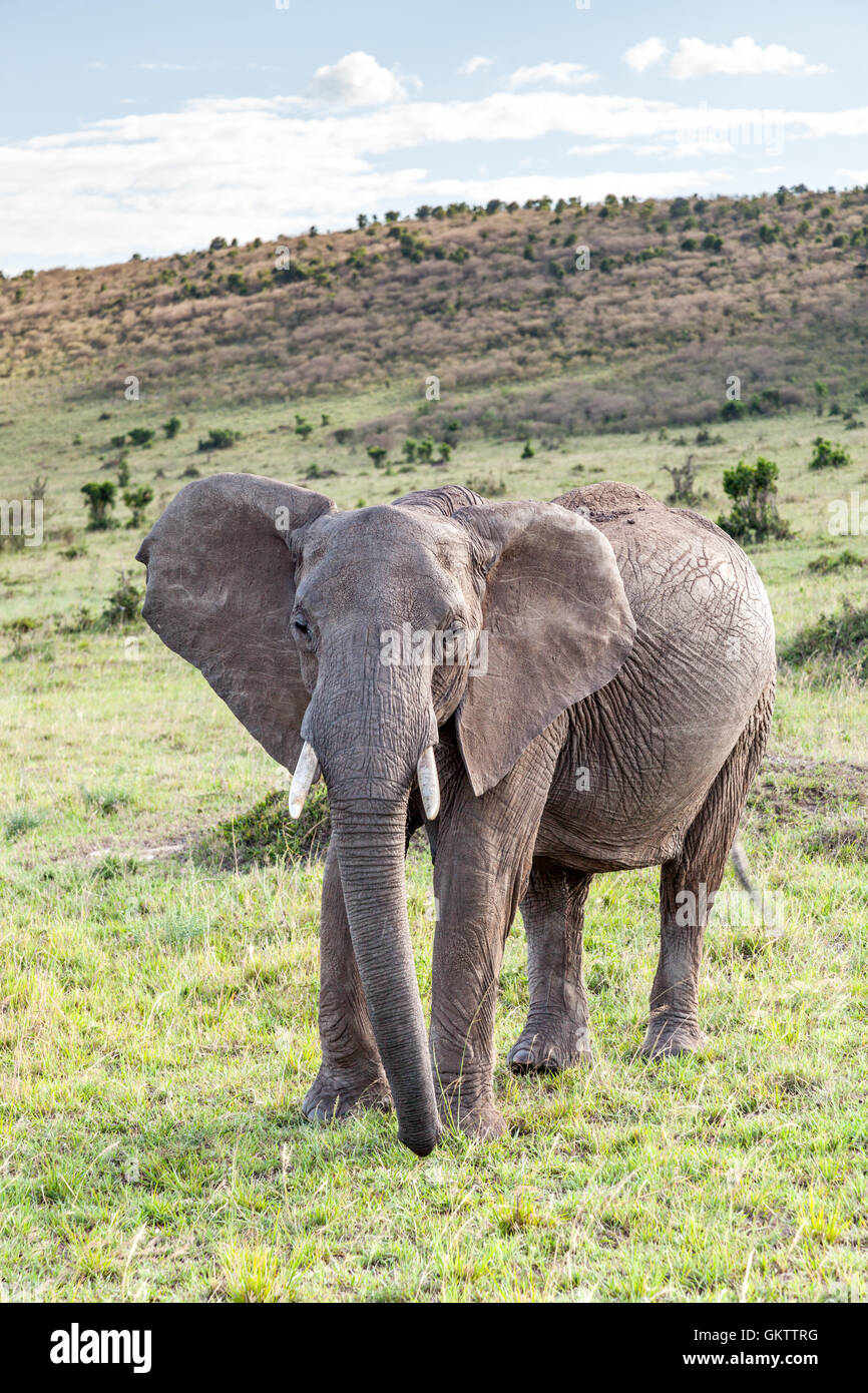 Afrikanischer Elefant in der Massai Mara, Kenia getroffen. Stockfoto