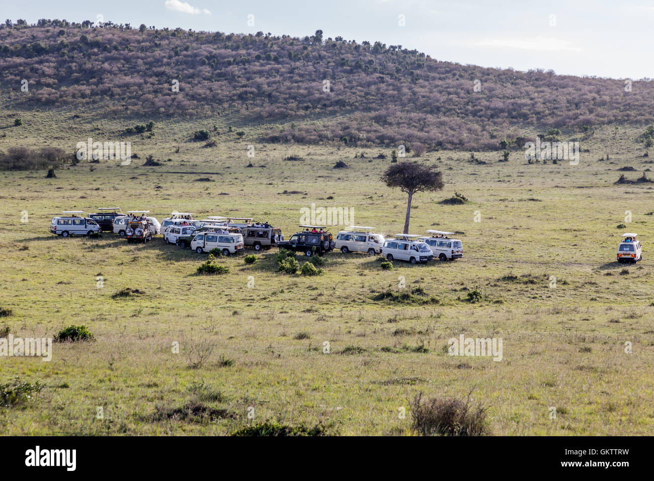 Touristen umgeben einen Baum wo ein Leopard vor der Hitze in der Massai Mara, Kenia Schatten Stockfoto