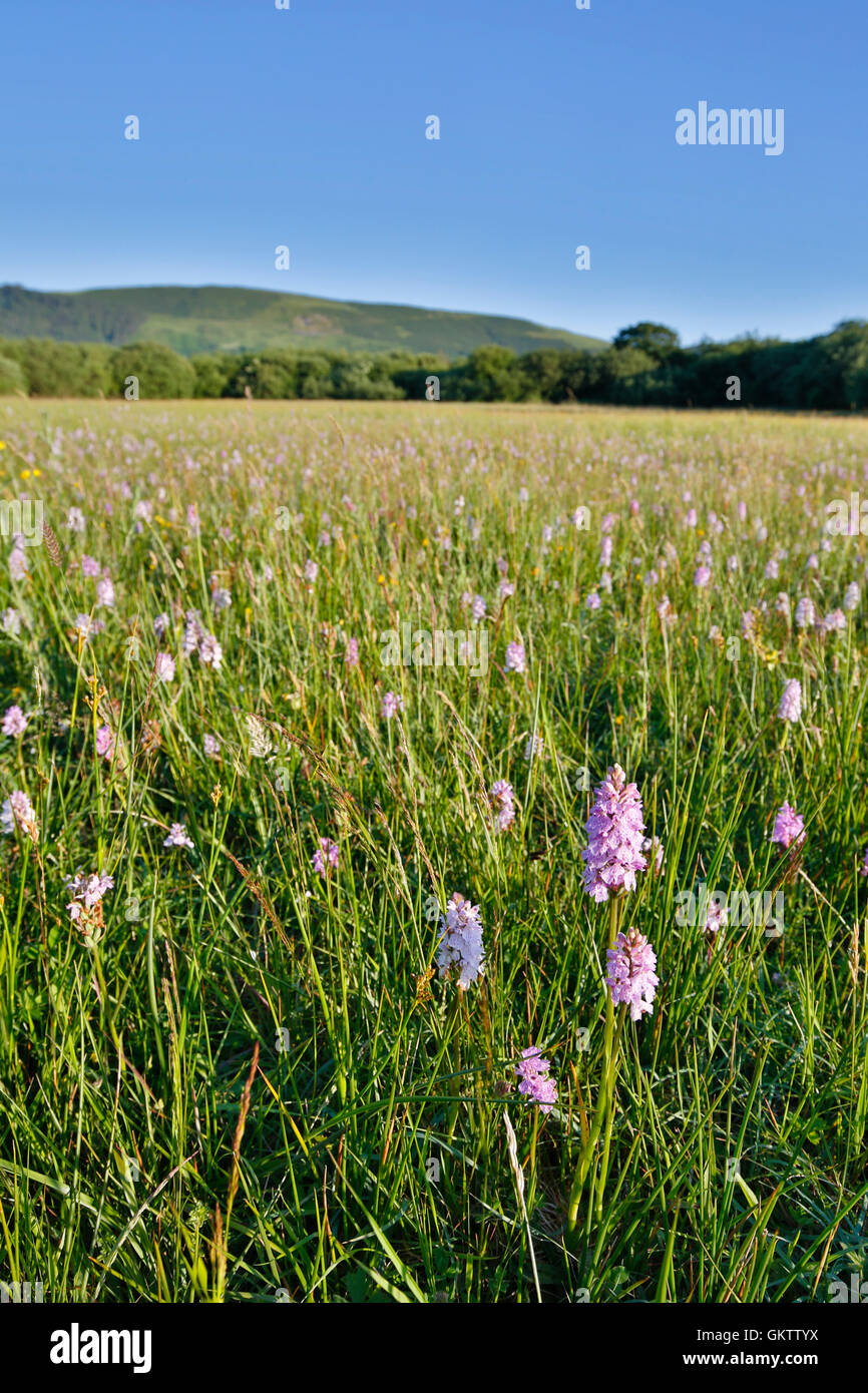 Enge Sartfield Naturschutzgebiet; Isle Of Man; UK Stockfoto