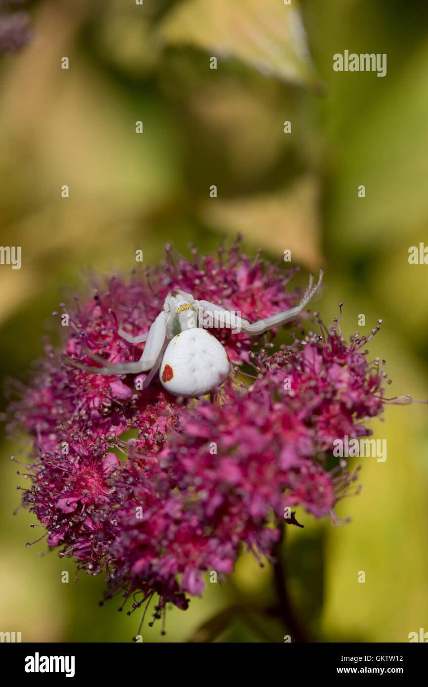 Krabbenspinne auf Blume; Cornwall; UK Stockfoto