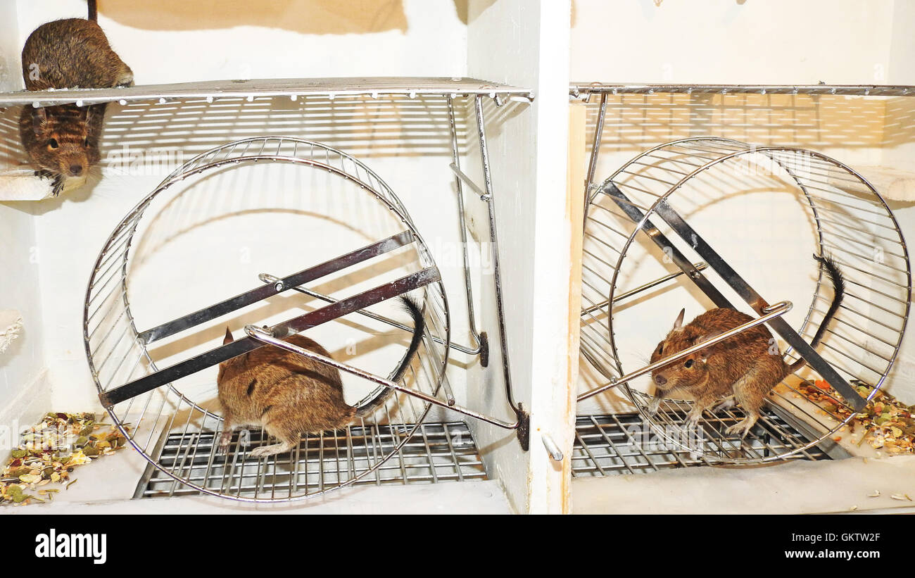 Australische Haustier Degu. Stockfoto