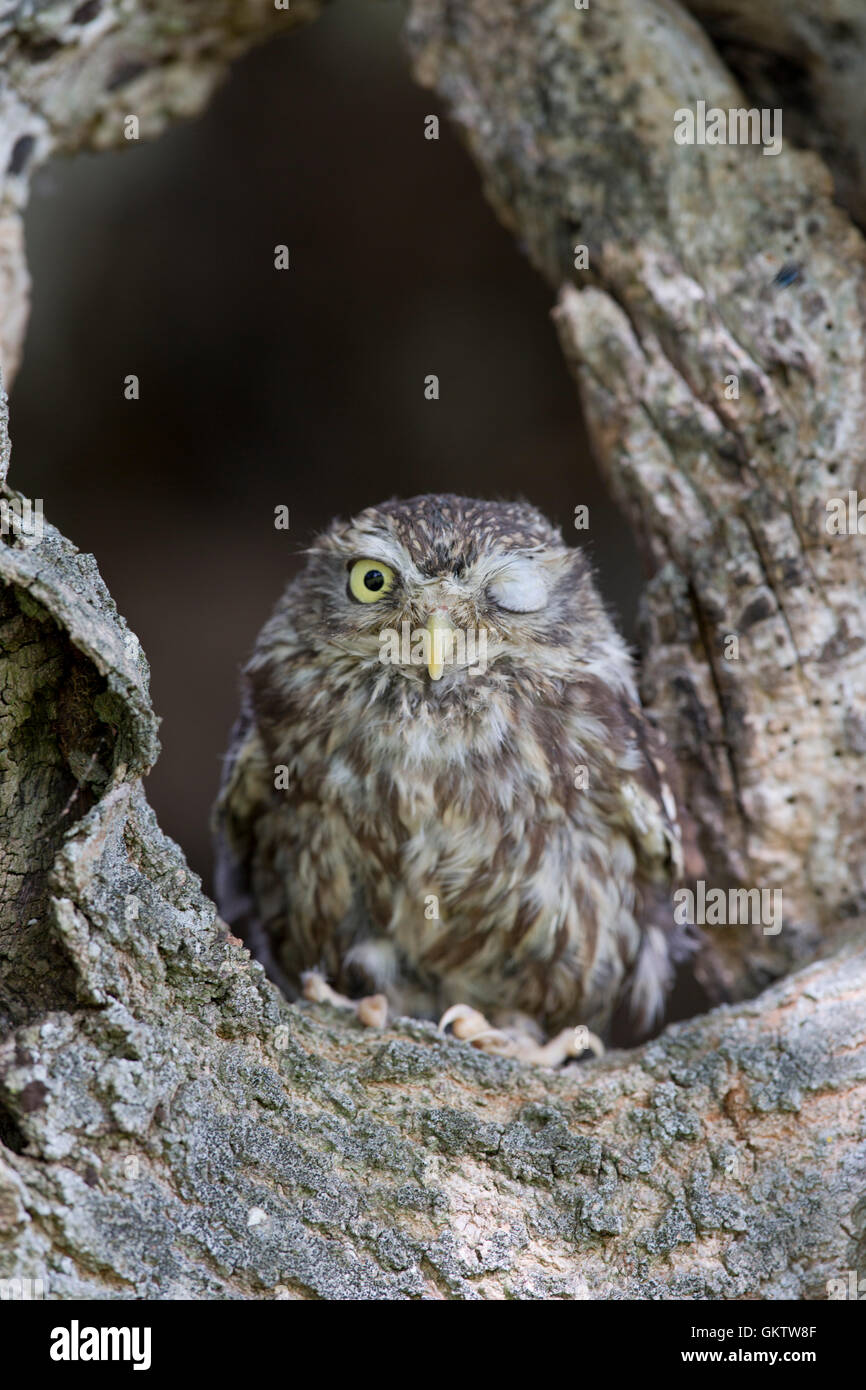 Kleine Eule; Athene Noctua einzelne Winking UK Stockfoto