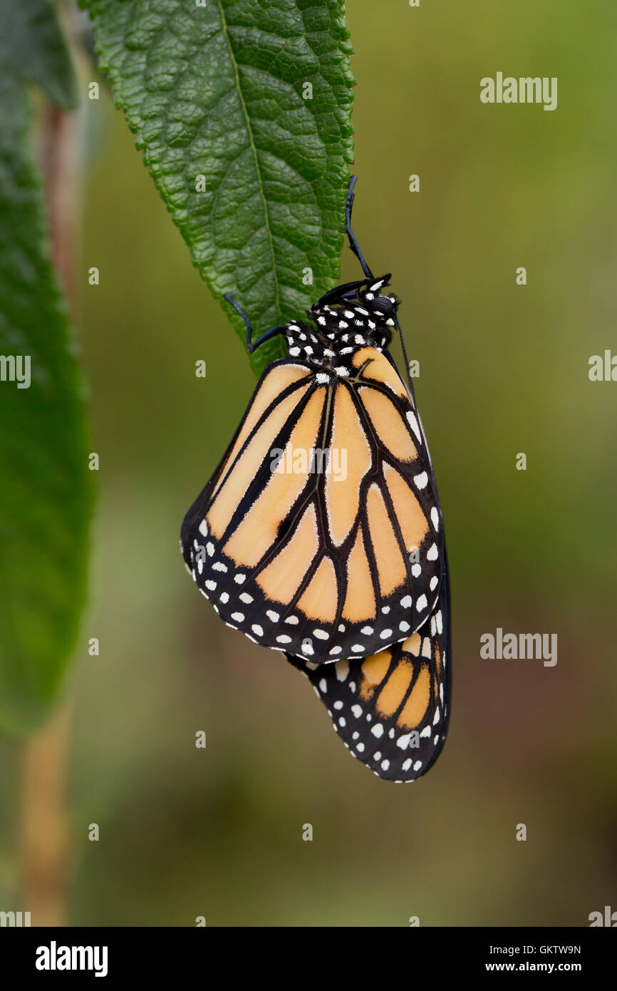 Monarch-Schmetterling; Danaus Plexippus Single auf Blatt UK Stockfoto