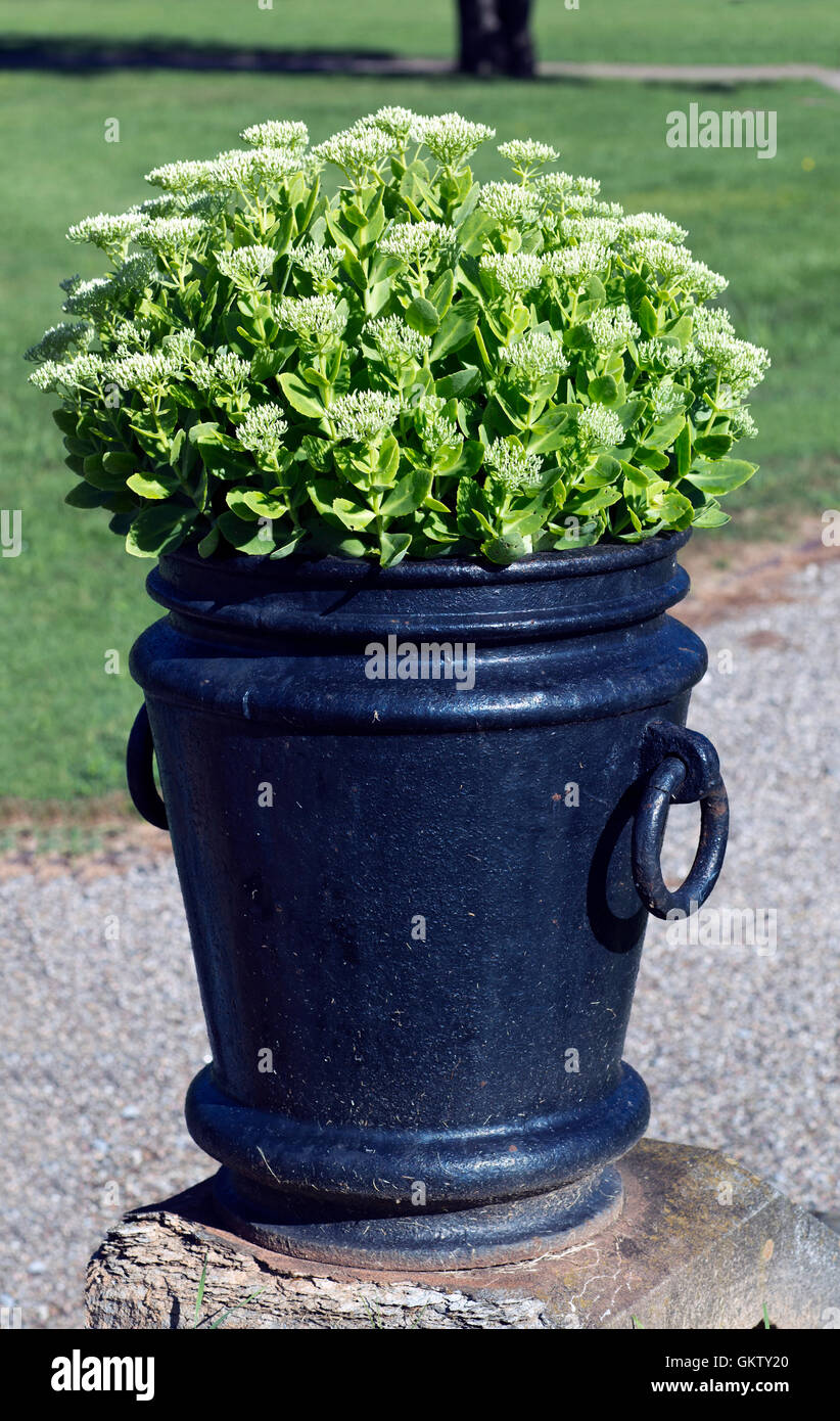 Blumen wachsen in eine Urne aus Metall auf einem Beton-Sockel. Stockfoto