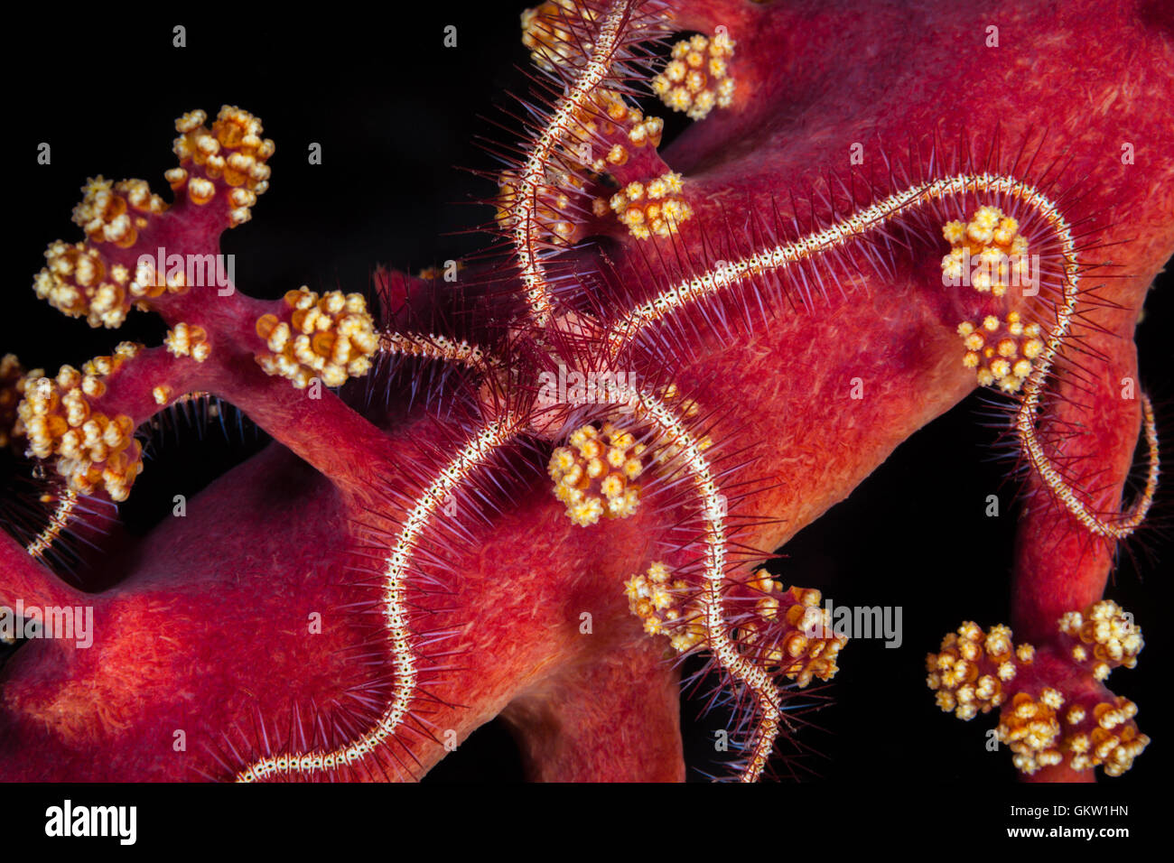 Spröde Seestern in weichen Korallen, Ophiothrix SP., Bali, Indonesien Stockfoto