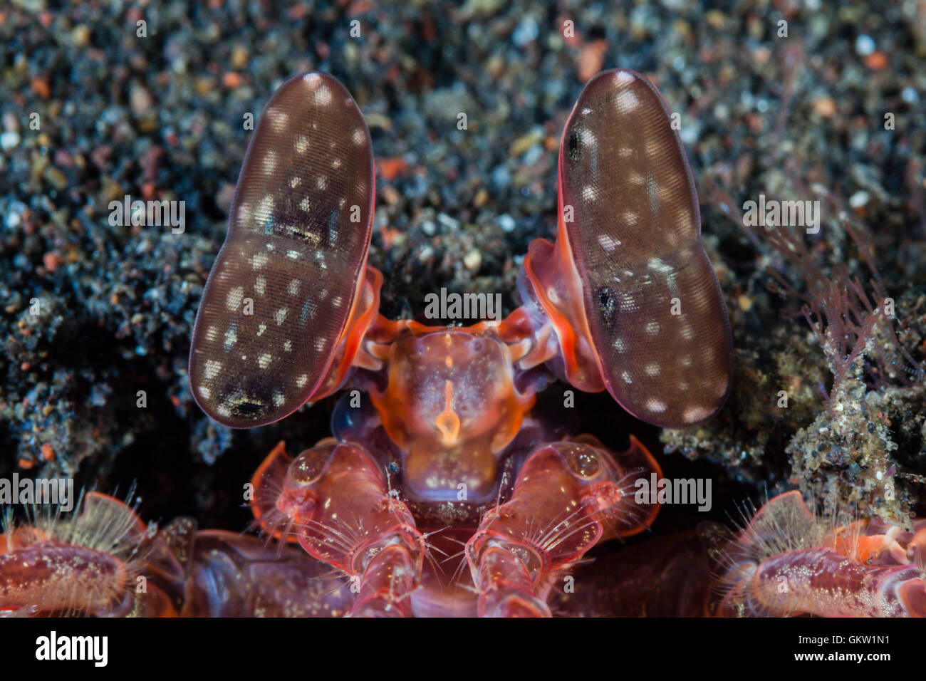 Gestielten Augen von Speeren Fangschreckenkrebse, Lysiosquillina SP., Bali, Indonesien Stockfoto