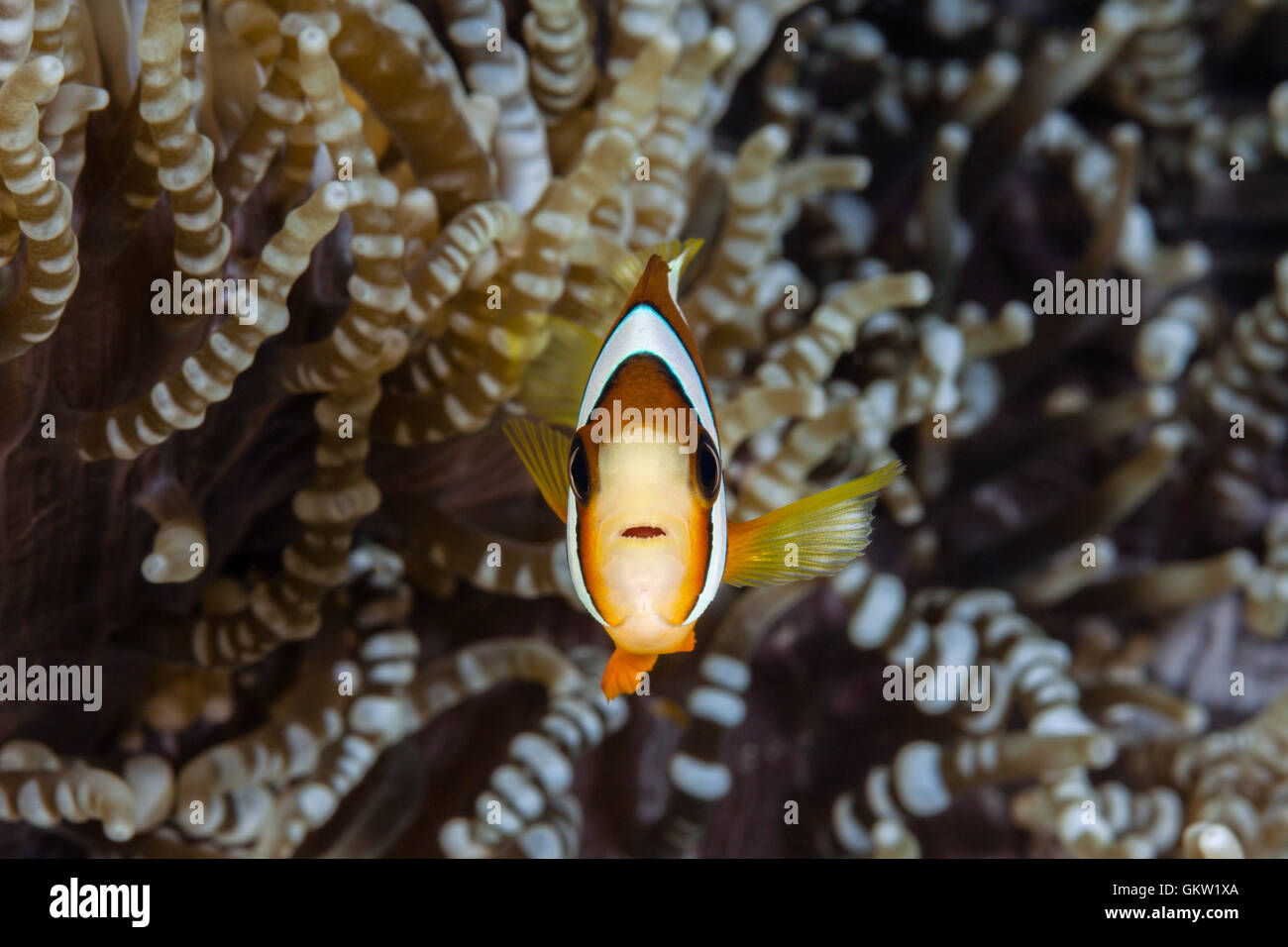 Clarks Anemonenfische, Amphiprion Clarkii, Ambon, Molukken, Indonesien Stockfoto