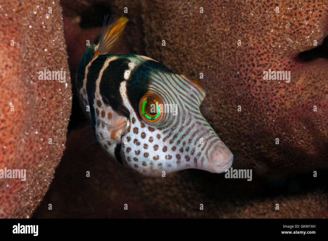 Schwarz-gesattelt Kugelfisch Canthigaster Valentini, Ambon, Molukken, Indonesien Stockfoto