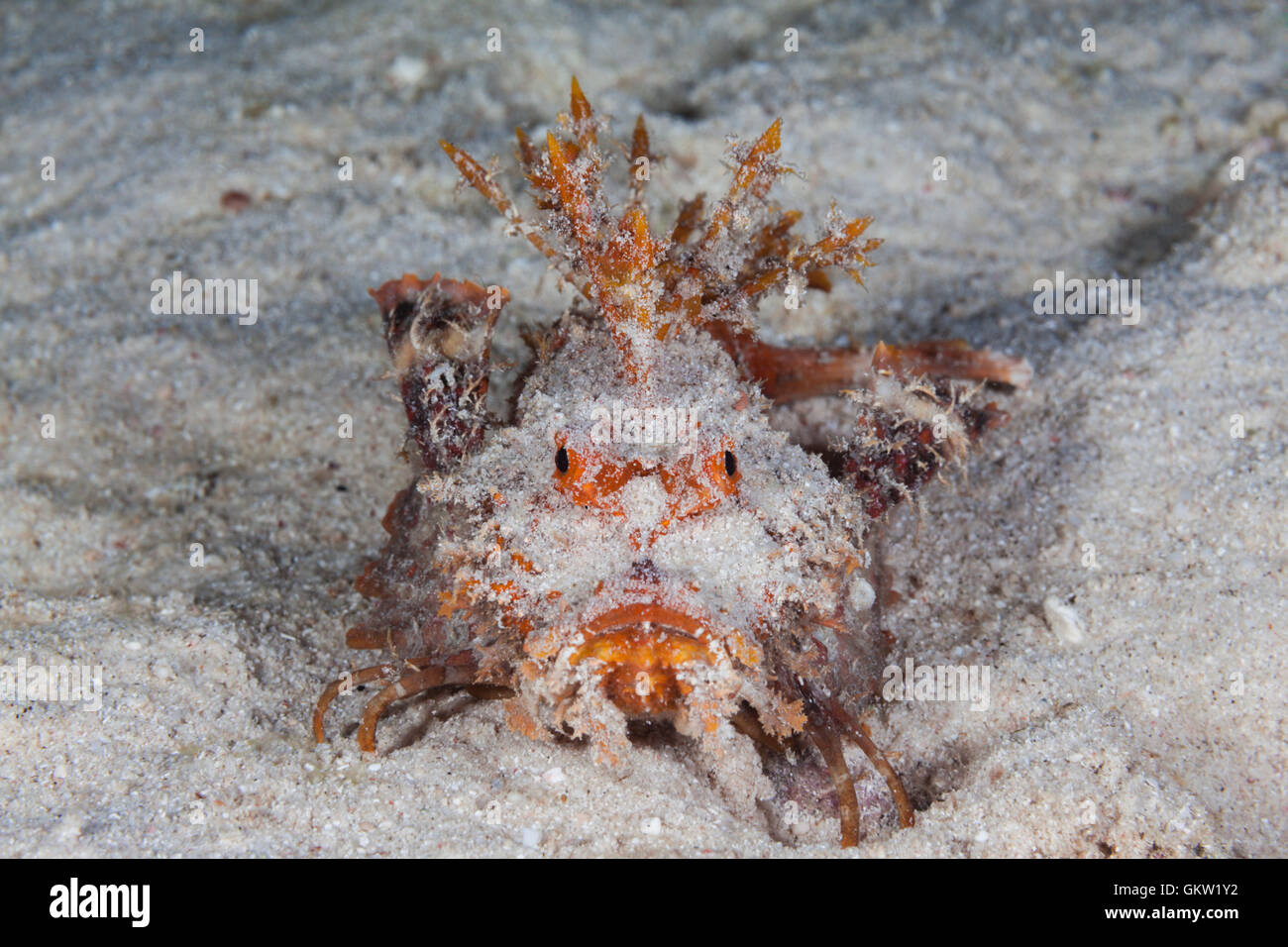 Caledonian Stinger Devilfish, Inimicus Caledonicus, Ambon, Molukken, Indonesien Stockfoto