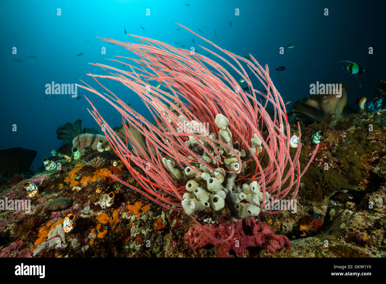 Korallenriff mit Red Whip Coral Ellisella Ceratophyta, Ambon, Molukken, Indonesien Stockfoto