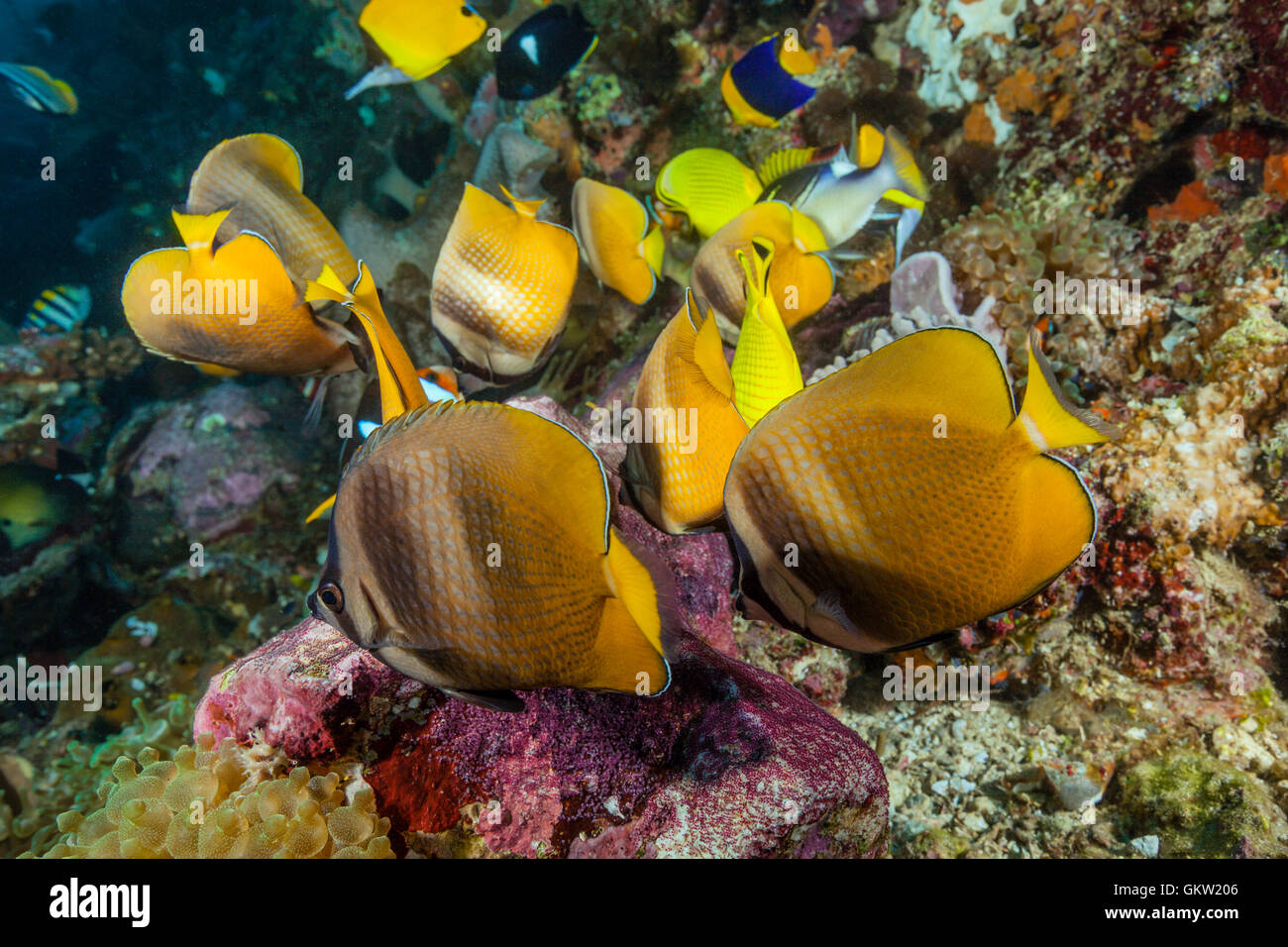 Falterfische ernähren sich von Fisch Laich, Chaetodontidae Kleinii, Ambon, Molukken, Indonesien Stockfoto