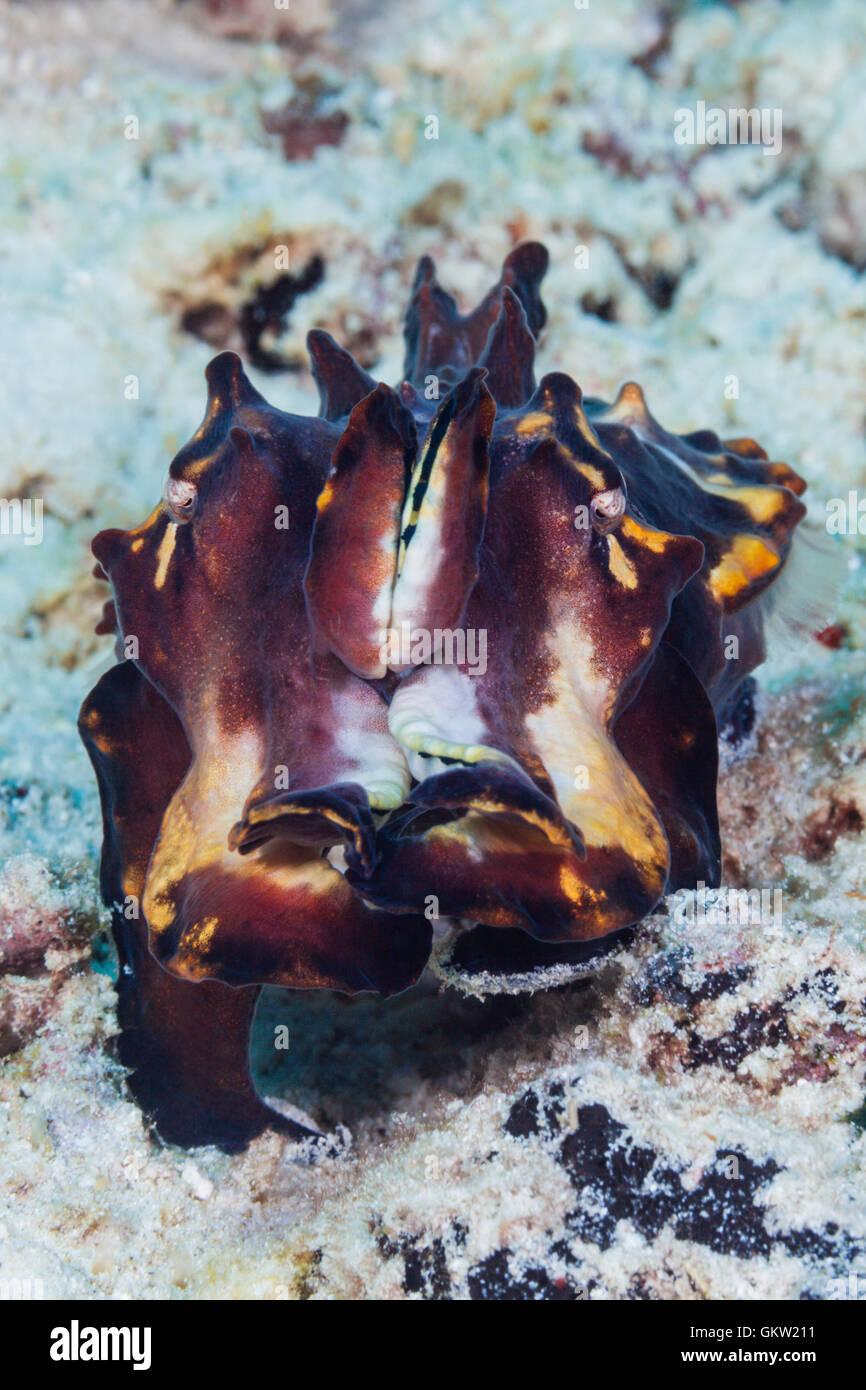 Flamboyant Sepia, Metasepia Pfefferi, Ambon, Molukken, Indonesien Stockfoto