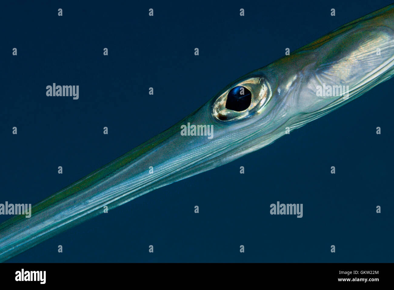 Flutemouth fish -Fotos und -Bildmaterial in hoher Auflösung – Alamy