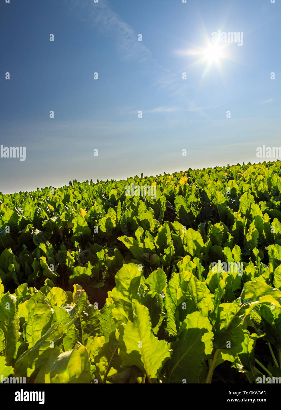 Zuckerrüben Ernte Feld in Nottinghamshire, Midlands, England. Stockfoto