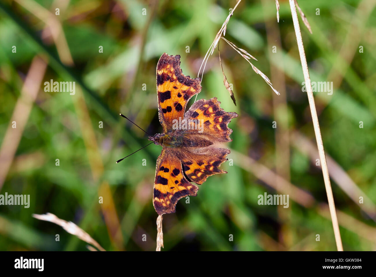 Das Komma, Polygonia c-Album, Schmetterling Stockfoto