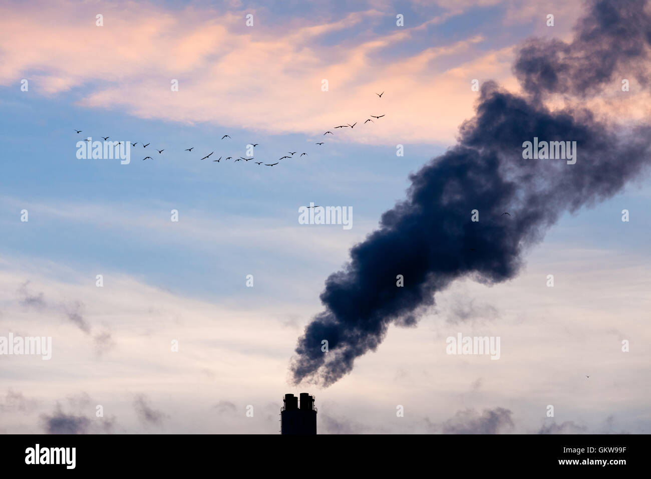 Umweltverschmutzung durch die Industrie-Schornsteine und Tierwelt Konzept Stockfoto